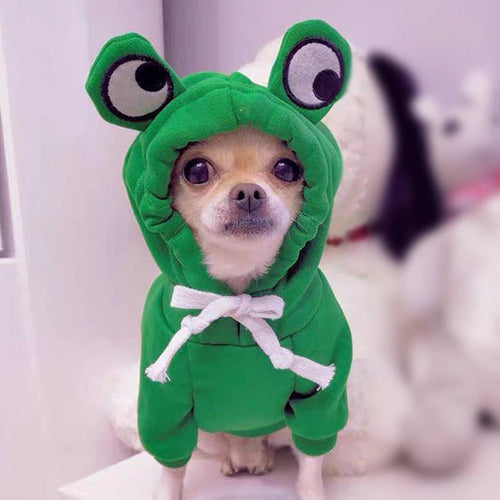 Chihuahua wearing a green frog dog hoodie