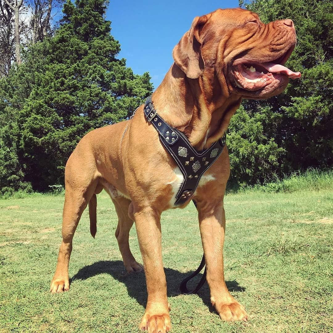 Aztec Leather Dog Harness, Padded Chest Plate, Two-Tone Rivets