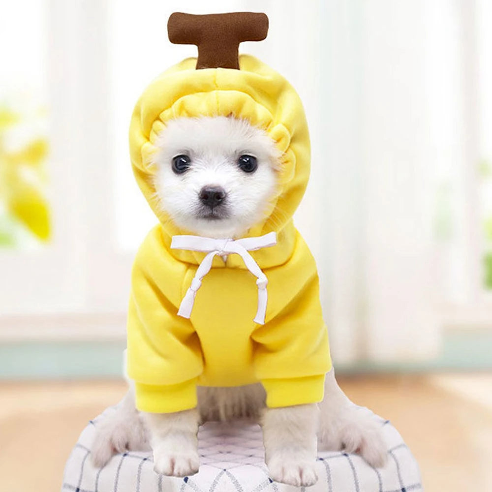Small dog in a yellow banana dog hoodie
