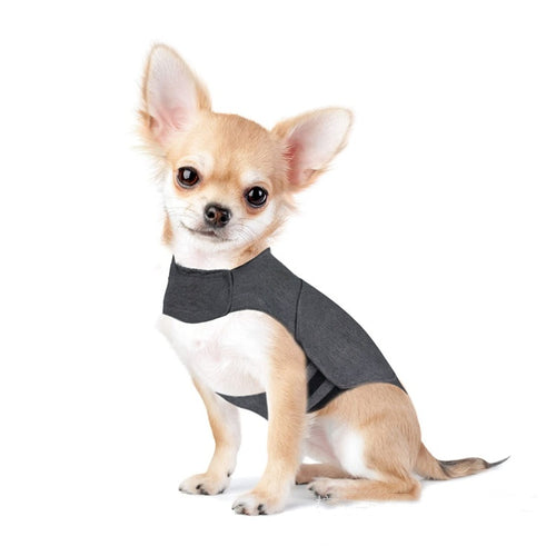 Small dog wearing a gray calming anxiety wrap