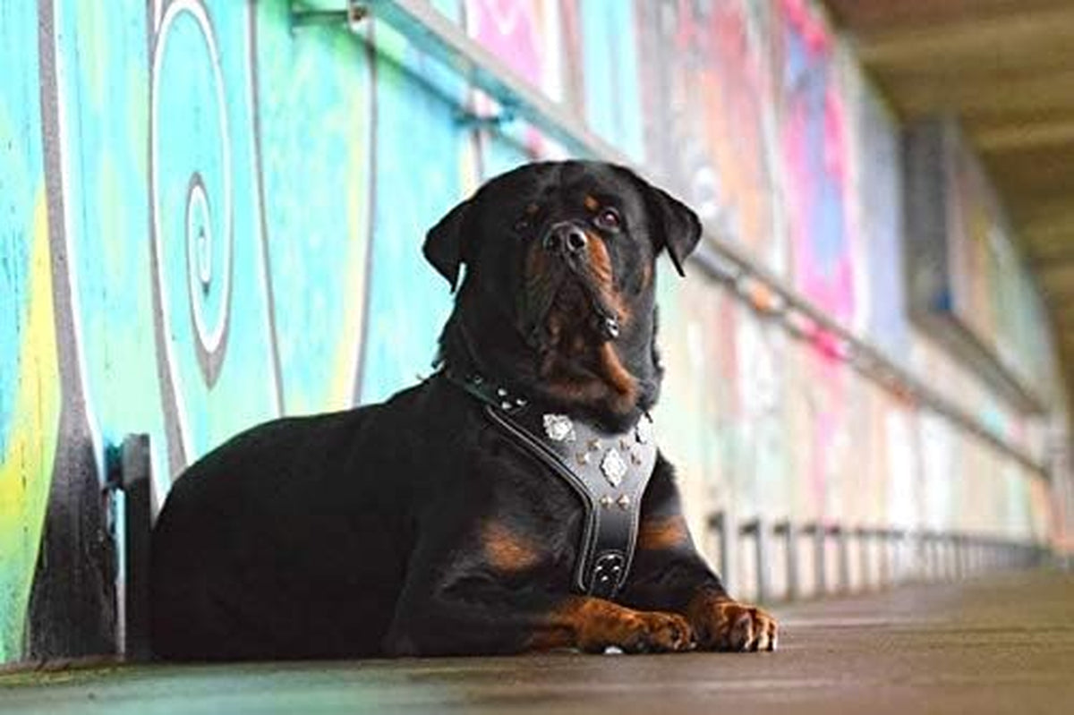Aztec Leather Dog Harness, Padded Chest Plate, Two-Tone Rivets