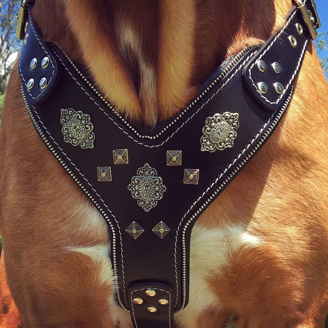 Aztec Leather Dog Harness, Padded Chest Plate, Two-Tone Rivets