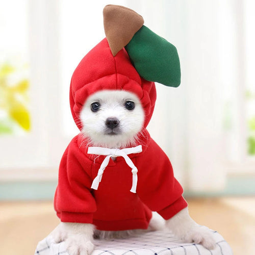 Small dog in a red apple dog hoodie