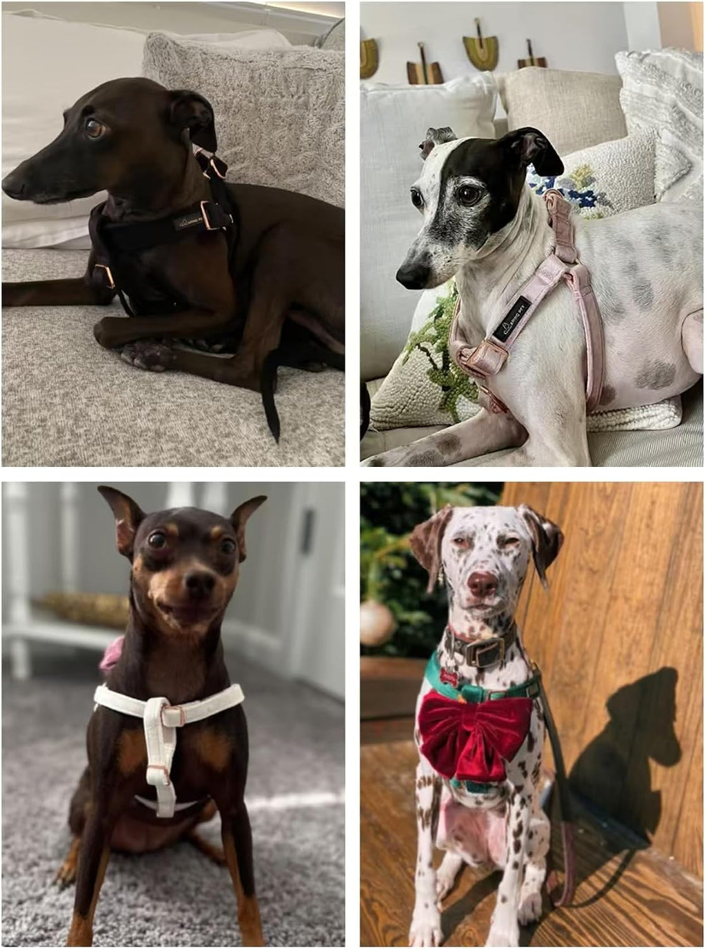Velvet No Pull Dog Halter Harness, Adjustable Heavy Duty for Small to Large Dogs