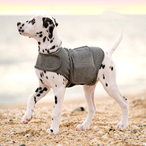 Dalmatian wearing a gray calming dog vest