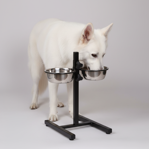 Dog eating from bowl