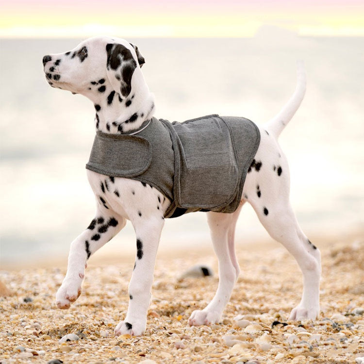 Dalmatian wearing a calming vest