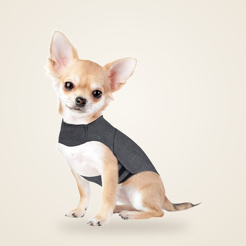 Chihuahua wearing the gray calming dog vest