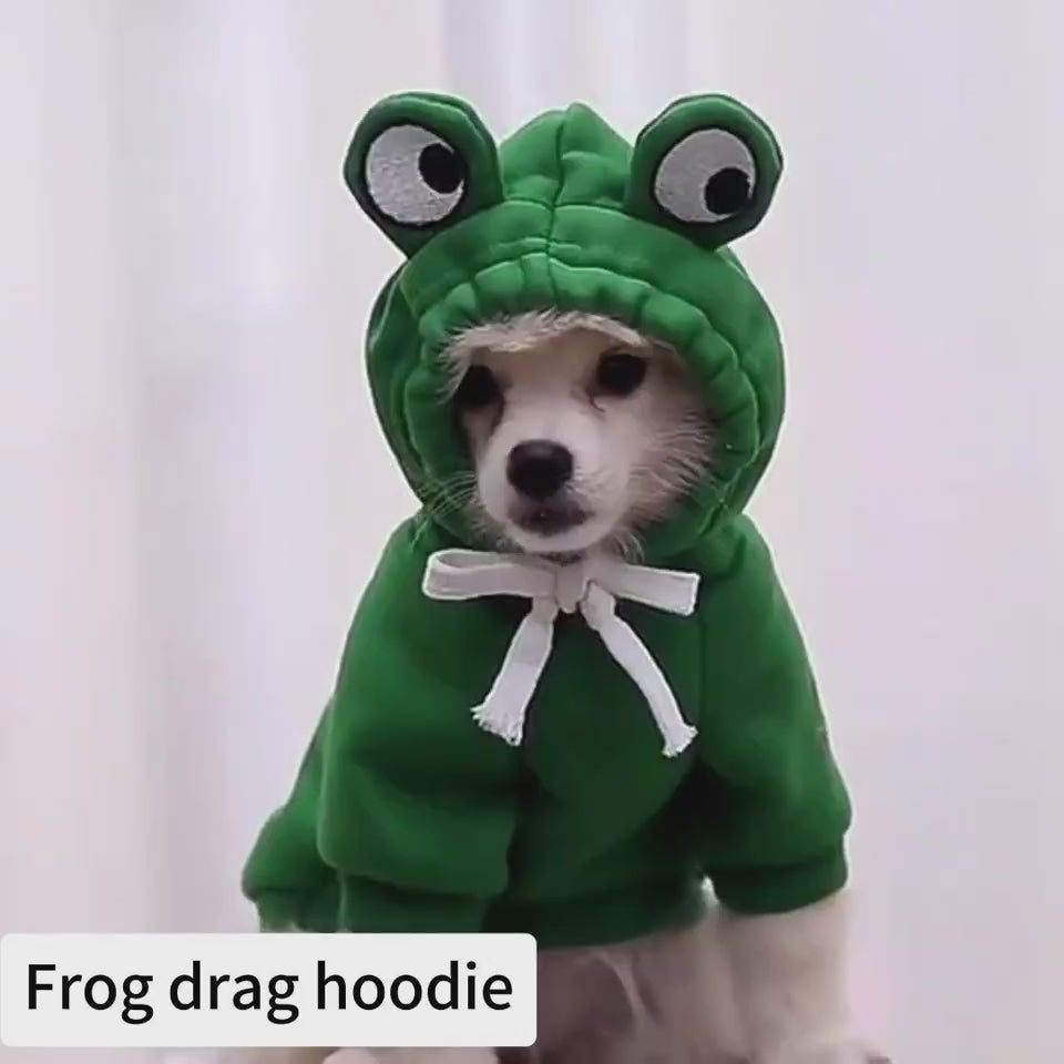 Dog wearing the frog hoodie