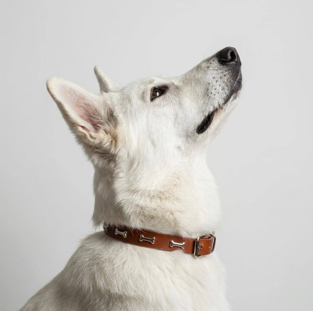 White Swiss Shepherd wearing brown leather dog collar with silver bone-shaped studs
