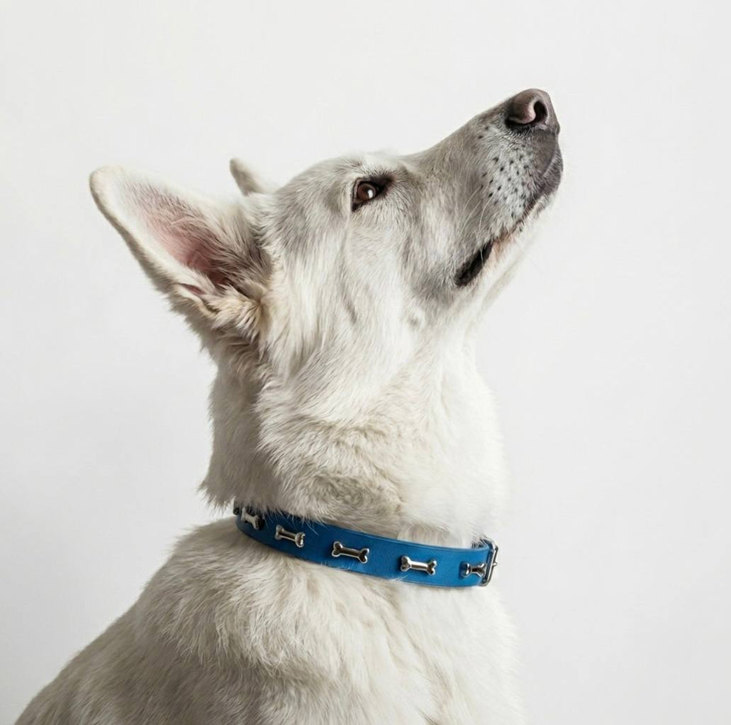 White Swiss Shepherd wearing blue leather dog collar with silver bone-shaped studs