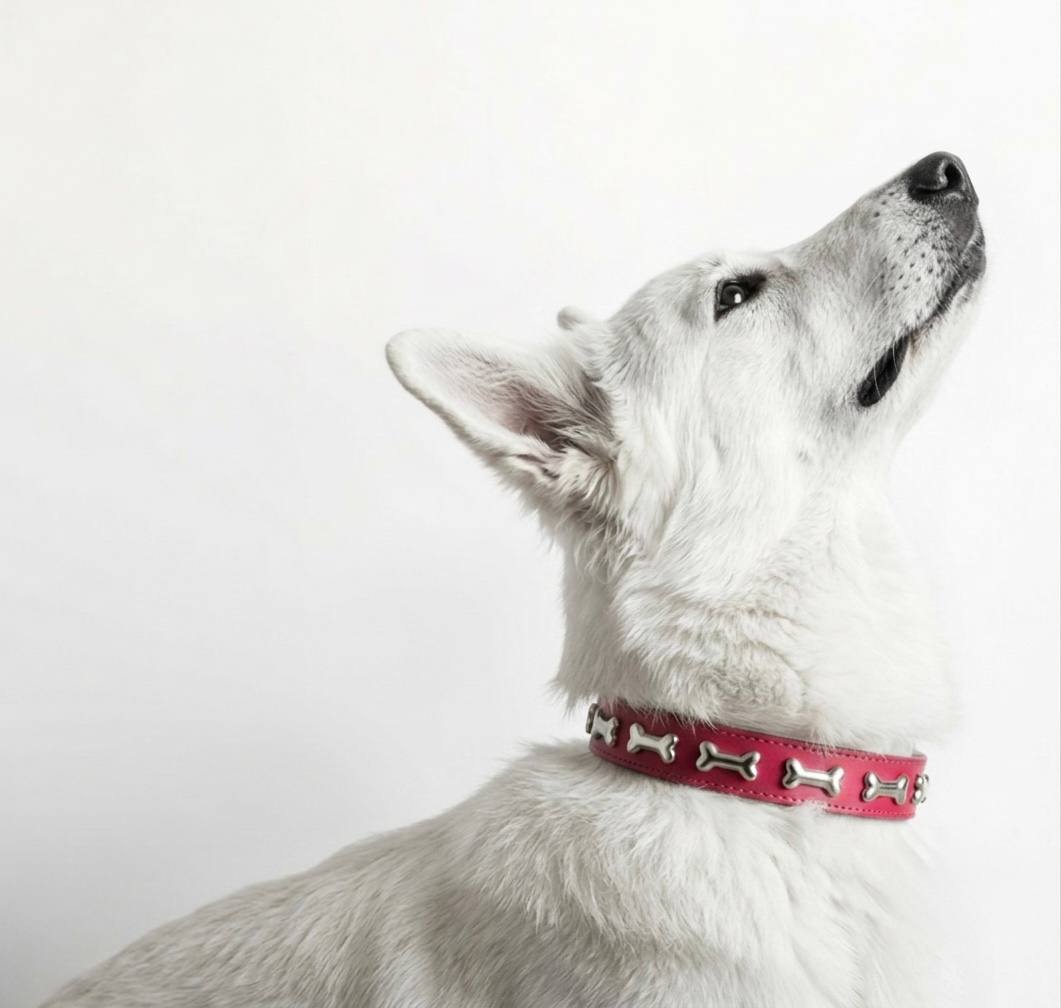 White Swiss Shepherd wearing rose red leather dog collar with silver bone-shaped studs